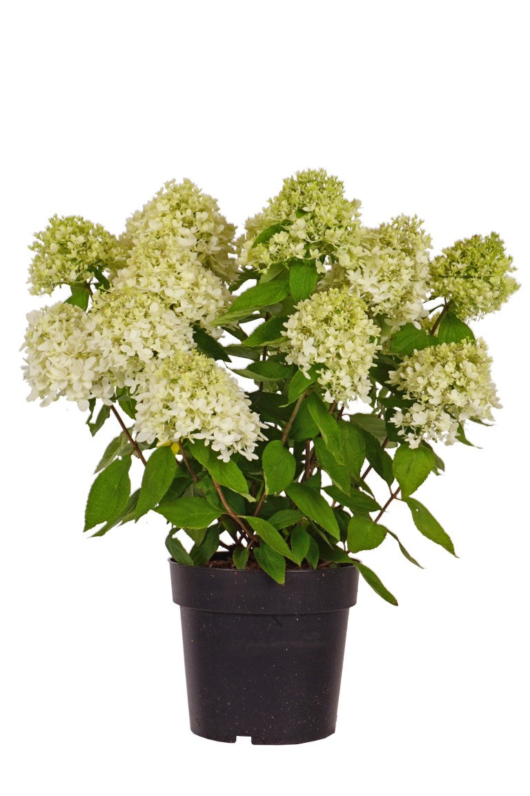 Vipphortensia Hydrangea pan. &
