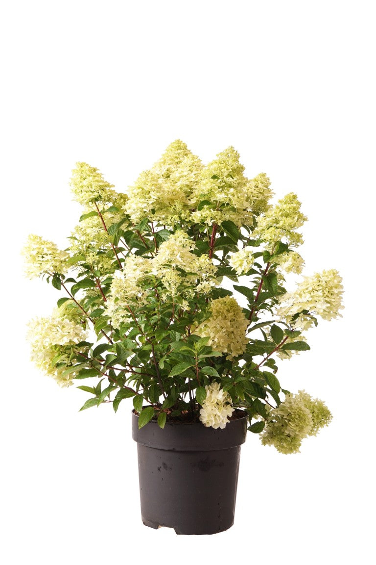 Hydrangea pan. &