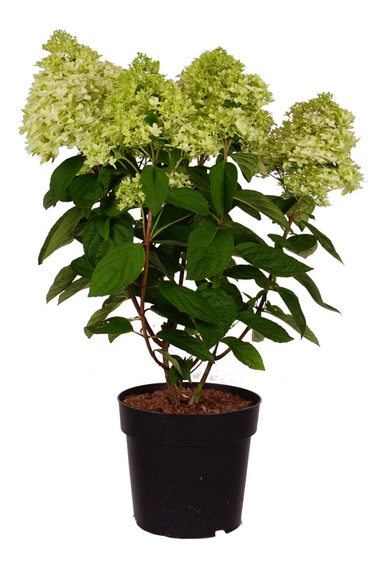 Hortensia pan. &