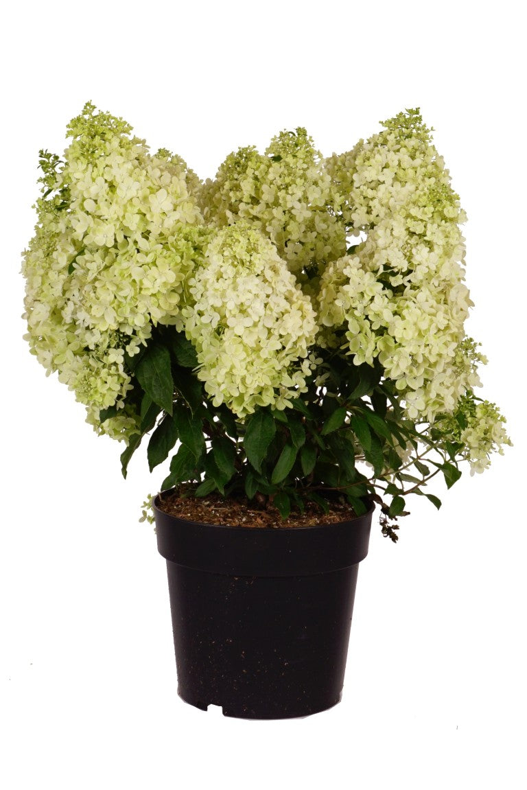 Hydrangea pan. &