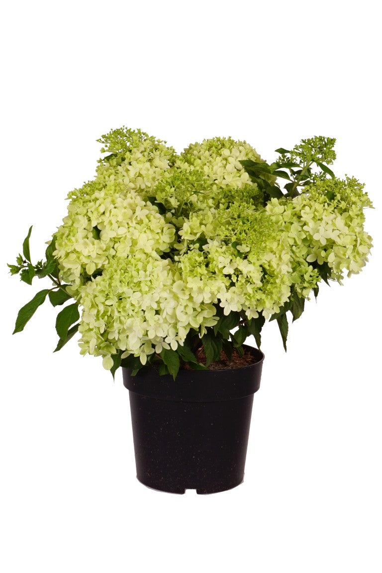 Hydrangea pan. &