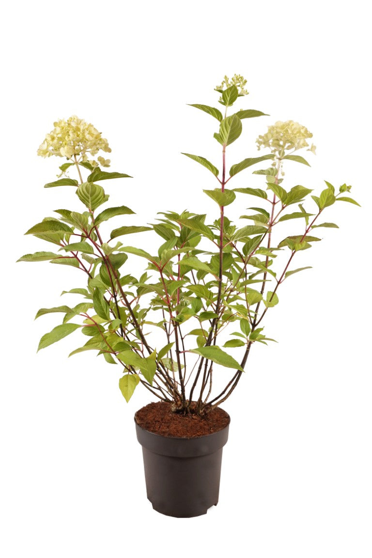 Hortensia pan. &