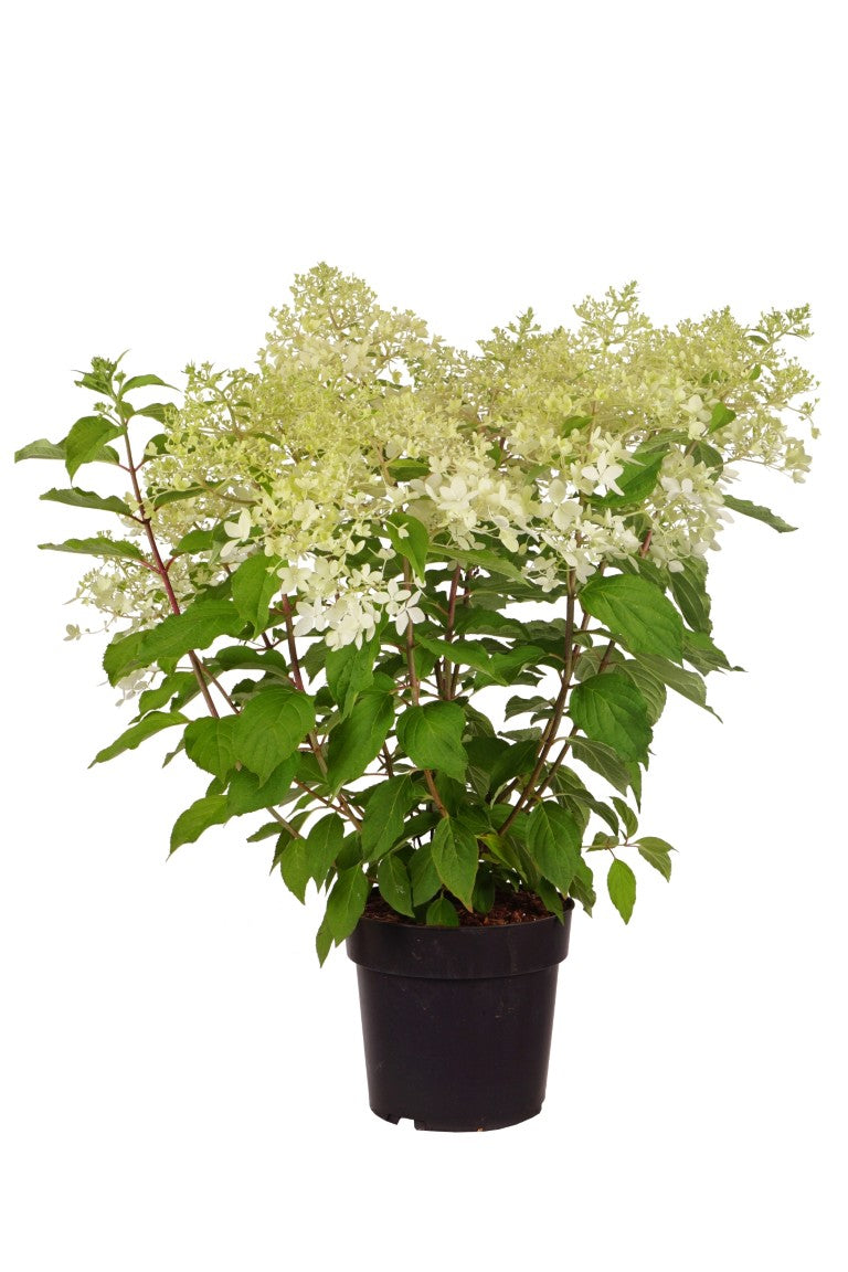 Hortensia pan. &
