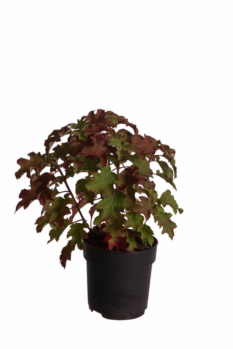 Hydrangea quercifolia &
