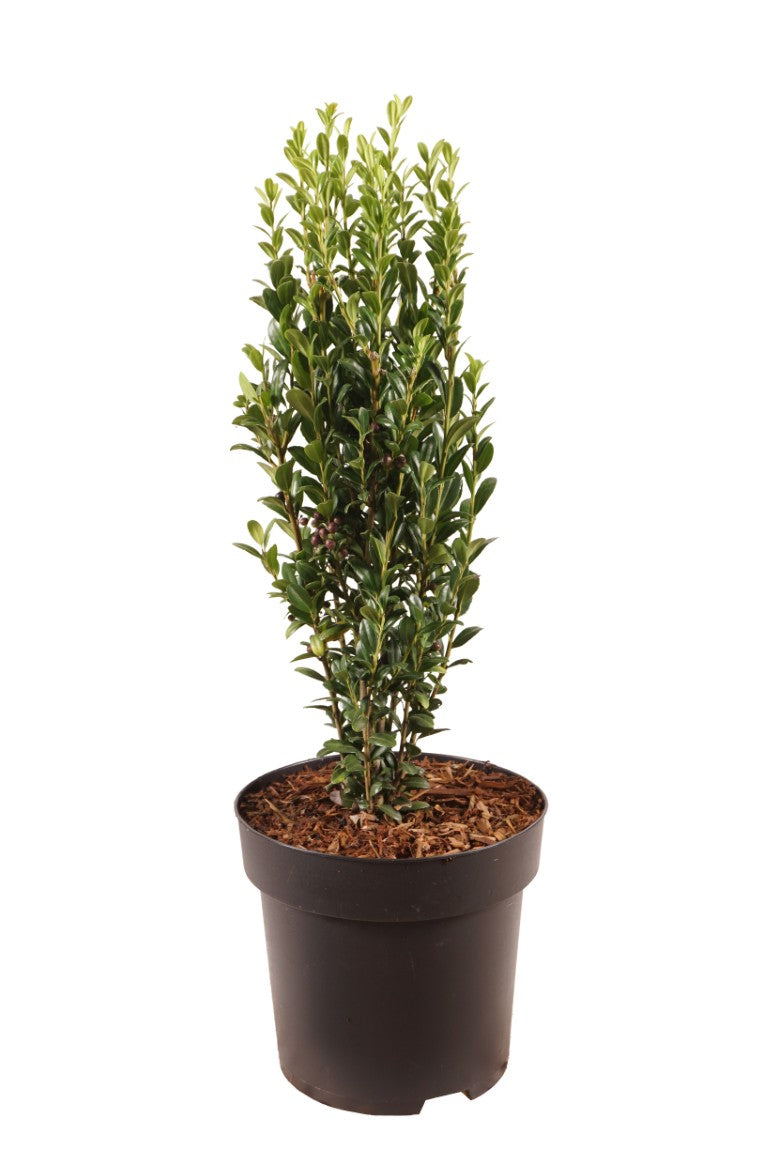 Ilex crenata &