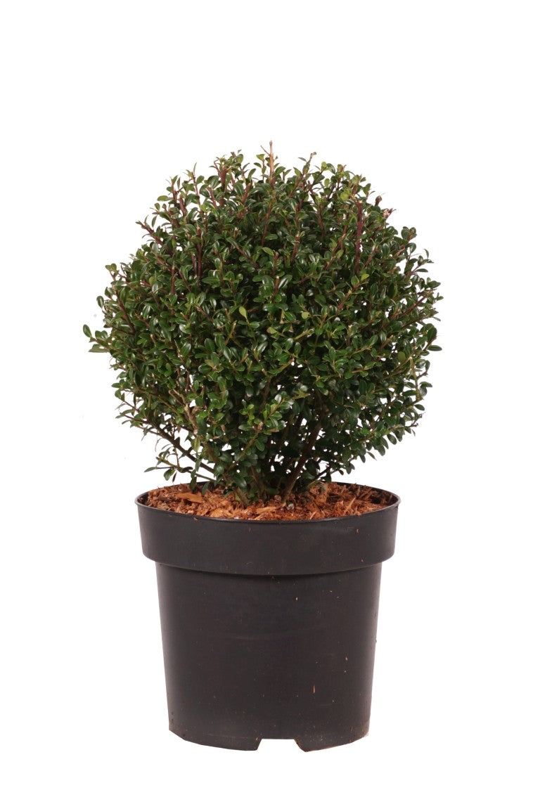 Ilex crenata &