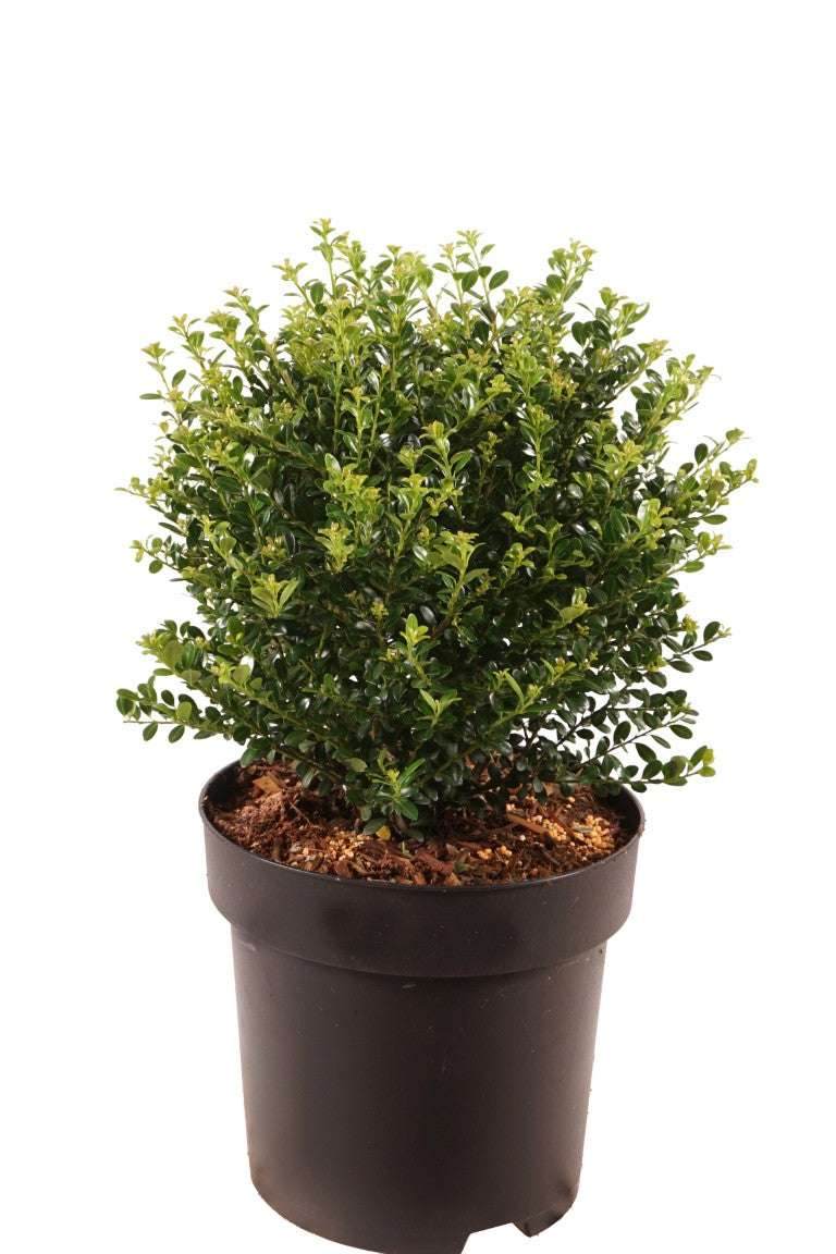 Ilex crenata &