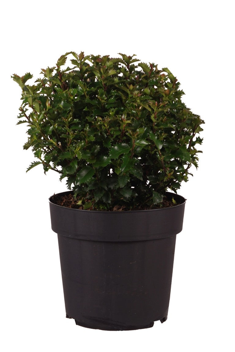 Ilex mes. &