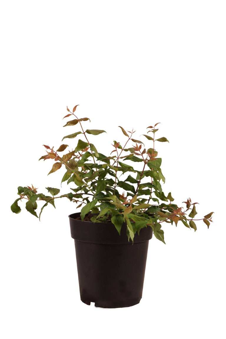 Paradisbuske amabilis - C3/P19 30-40 CM