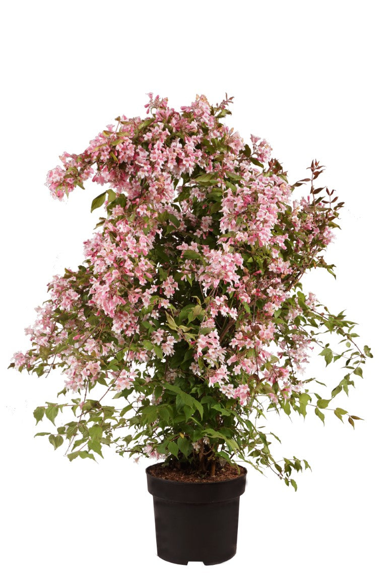 Paradisbuske amabilis - C10 80-100 CM