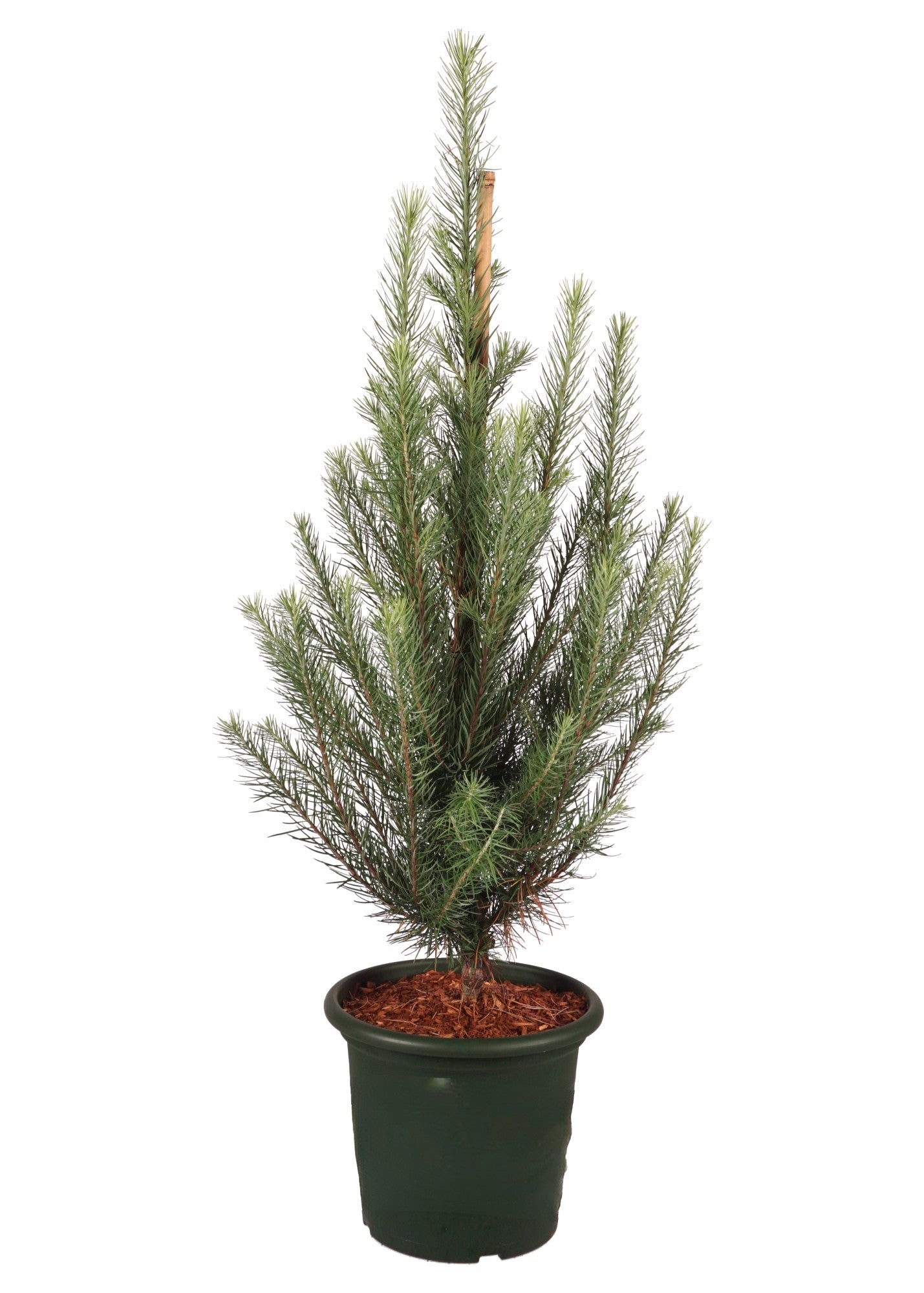 Larix kaempf. &