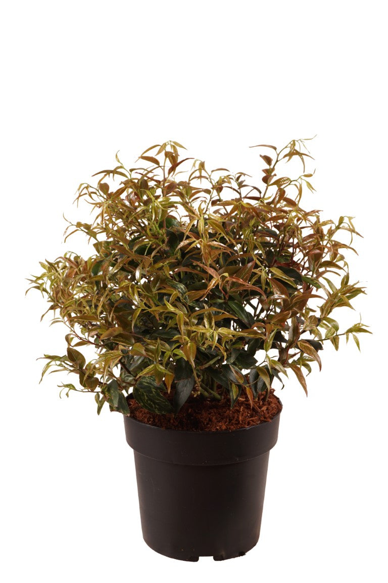 Leucothoe f. &