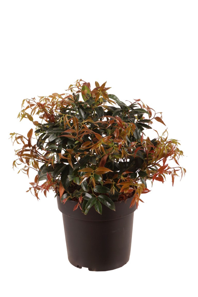 Leucothoe keiskei &