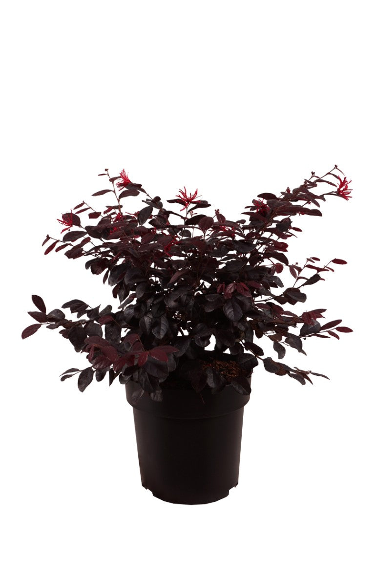 Loropetalum c. &