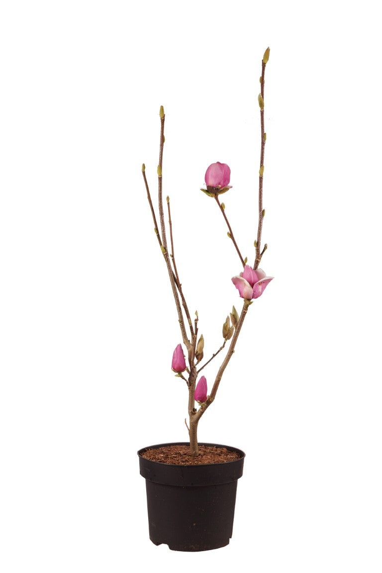 Magnolia &