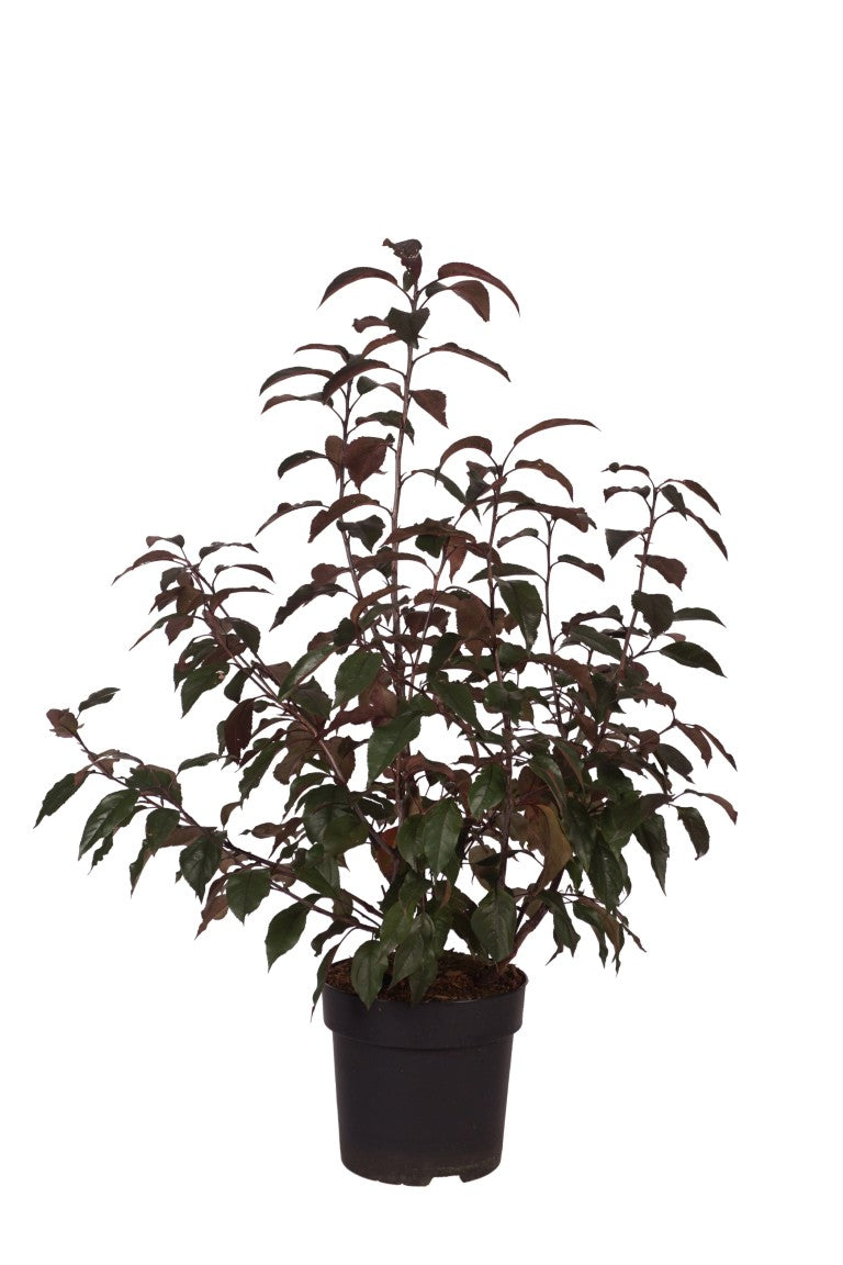 Malus &
