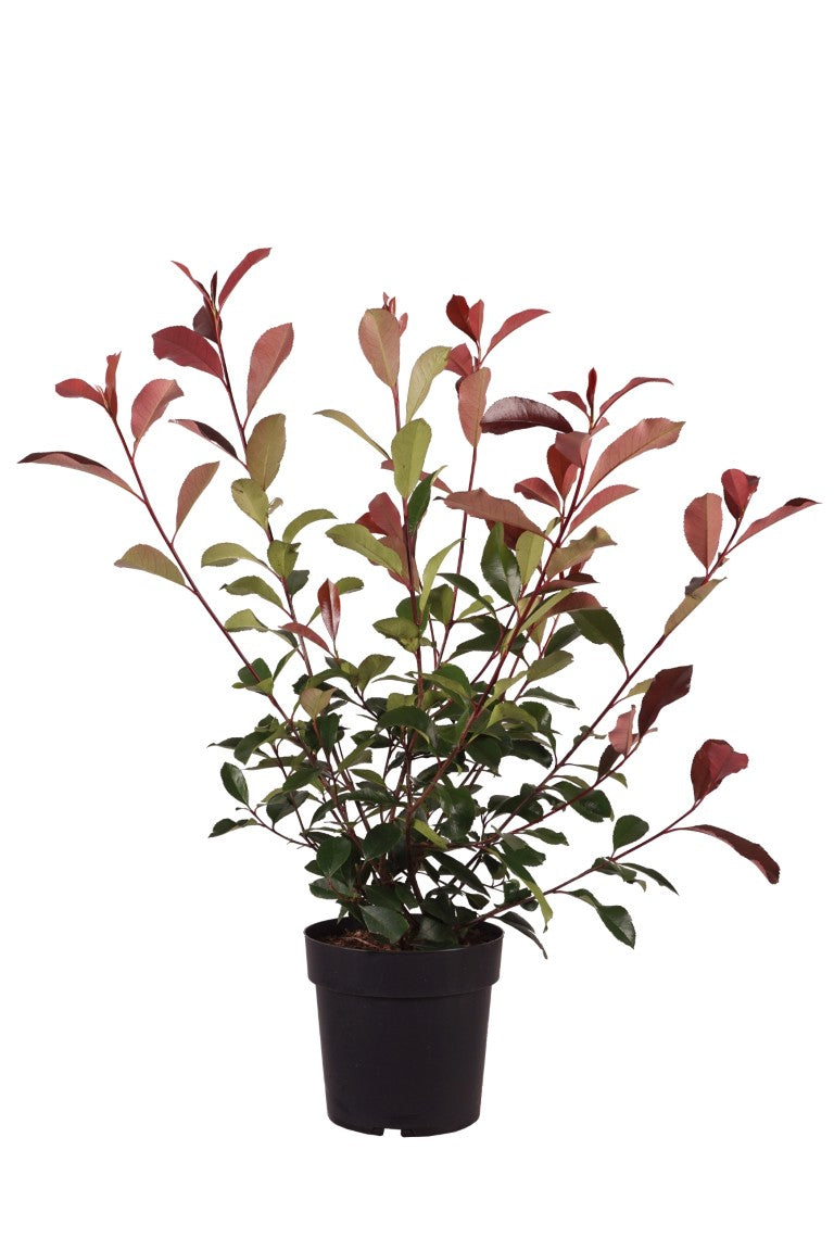 Glansmispel fraseri &