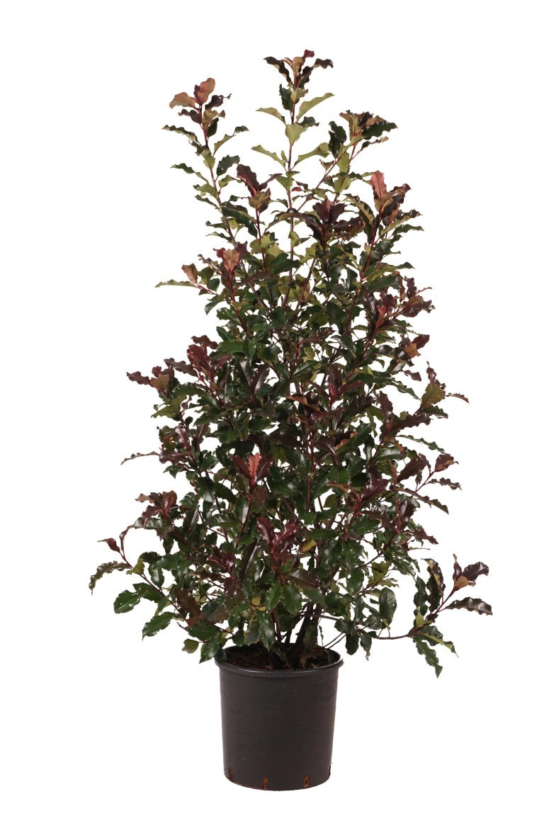Glansmispel fraseri &
