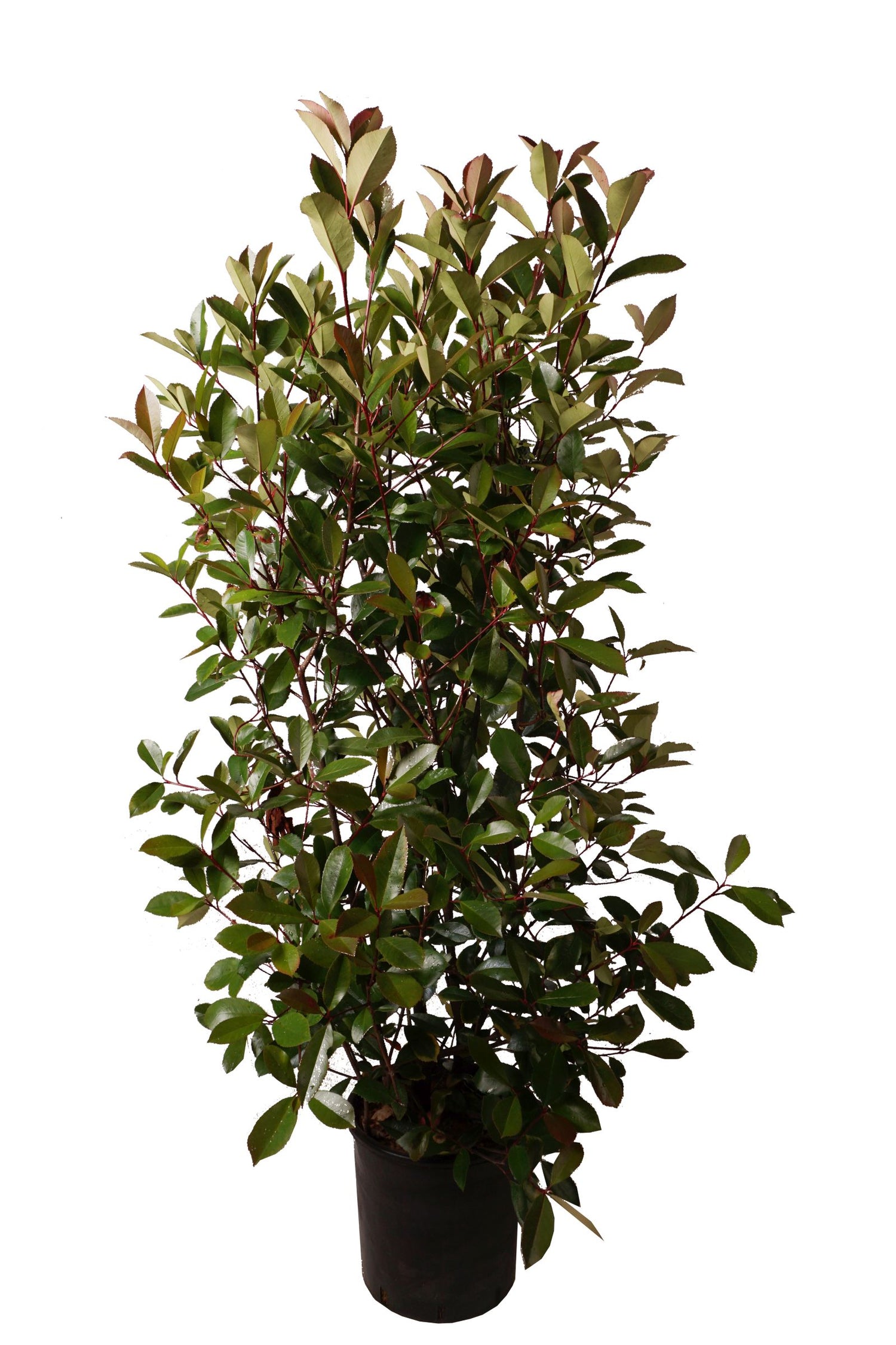 Glansmispel fraseri &