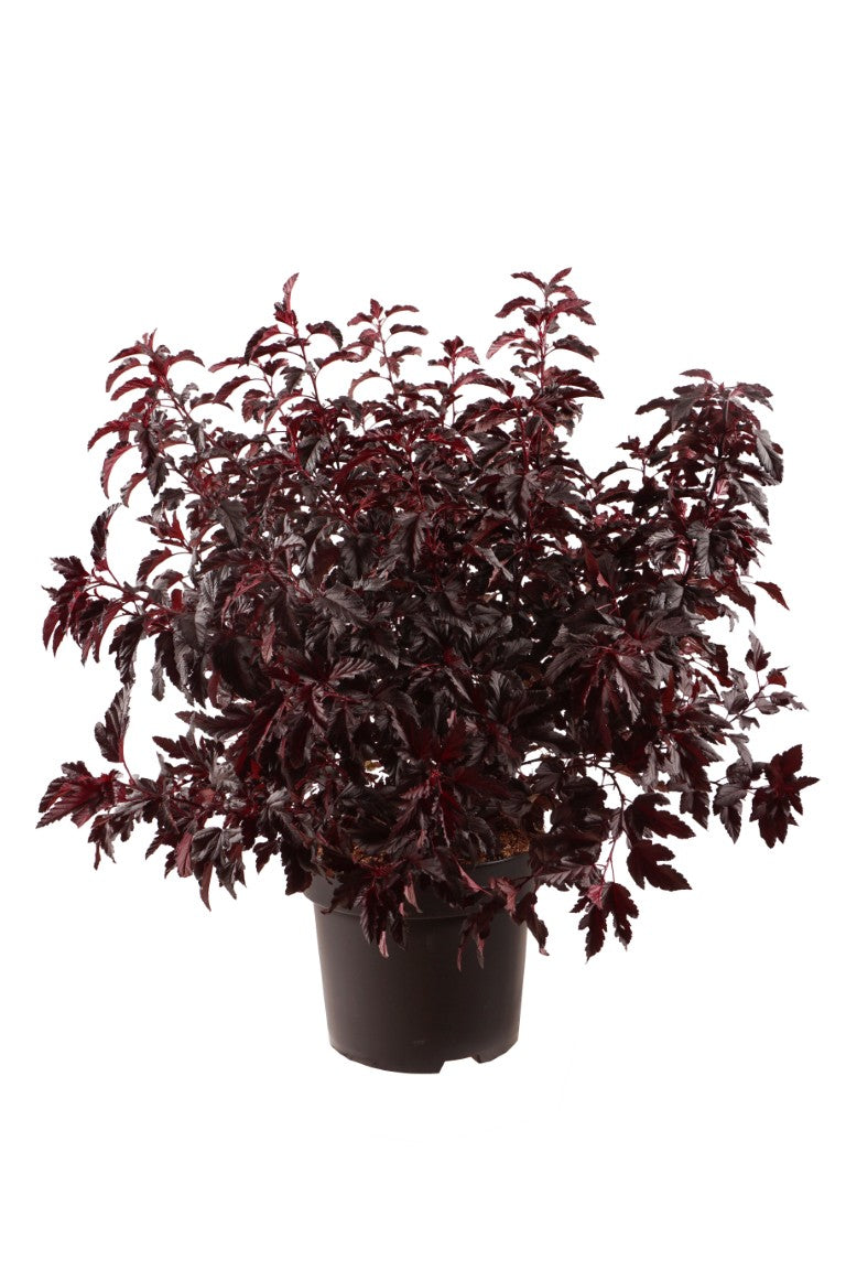 Smällspirea op. &