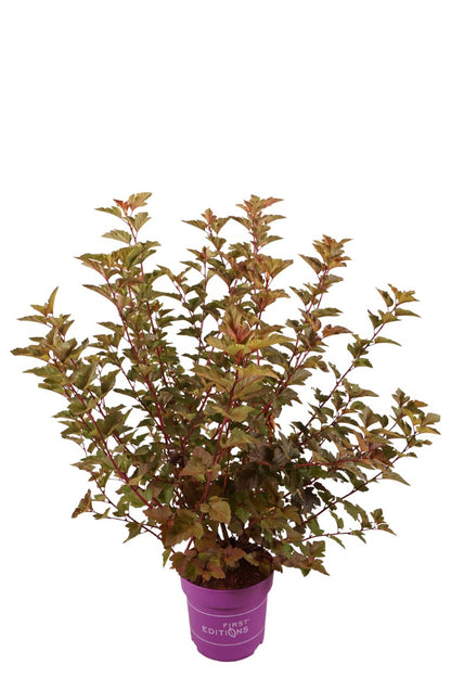Physocarpus op. &