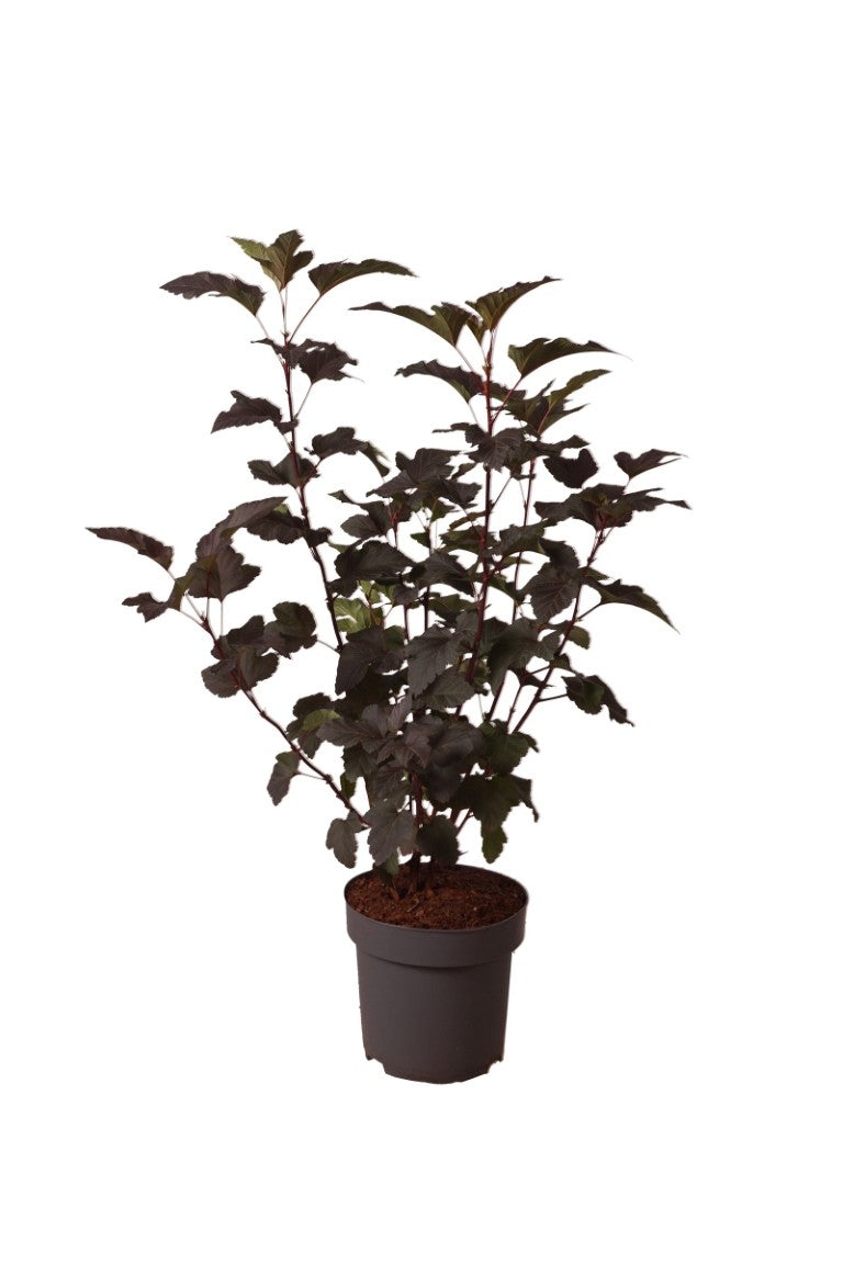 Smällspirea op. &