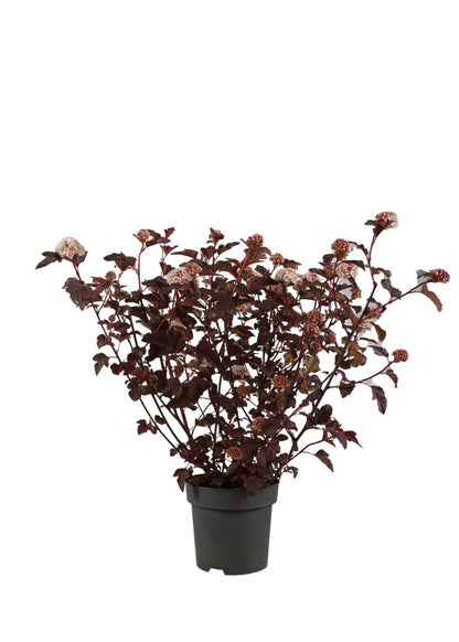 Physocarpus op. &