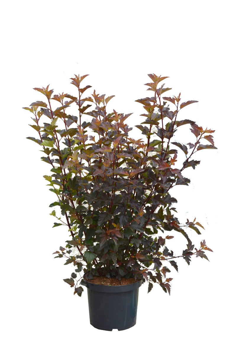 Smällspirea op. &