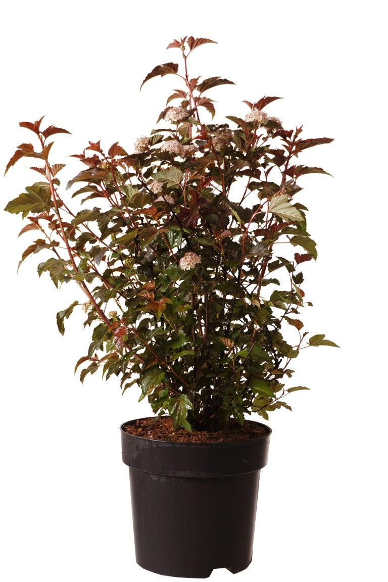 Smällspirea op. &