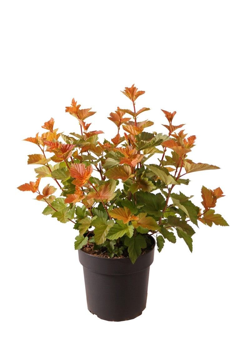 Smällspirea op. &