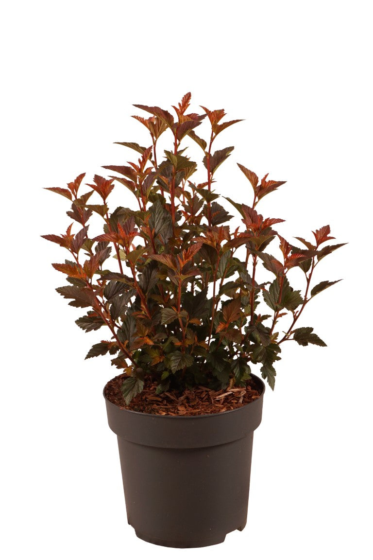 Physocarpus op. &