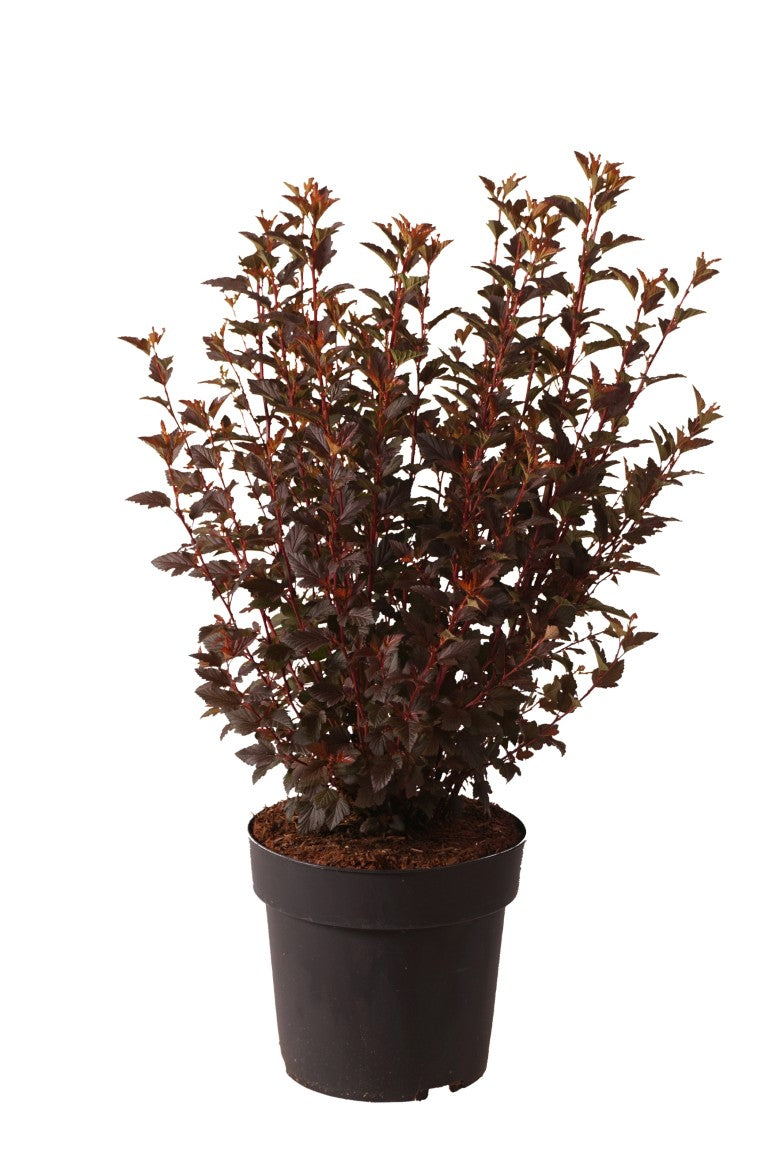 Smällspirea op. &