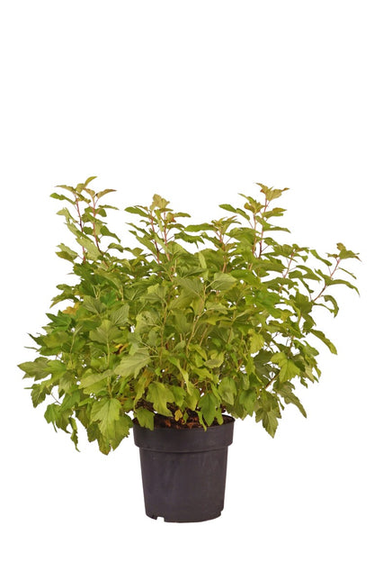Physocarpus op. &