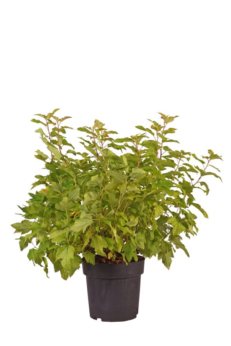 Physocarpus op. &