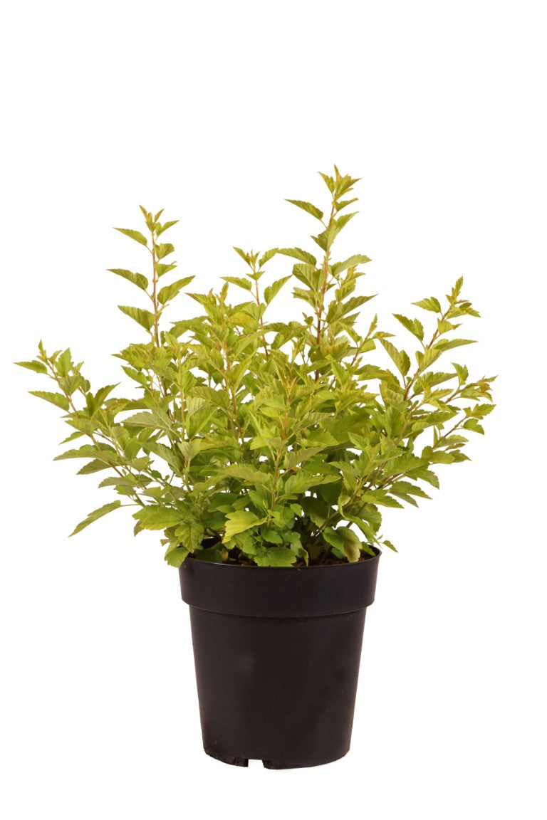 Smällspirea o. &