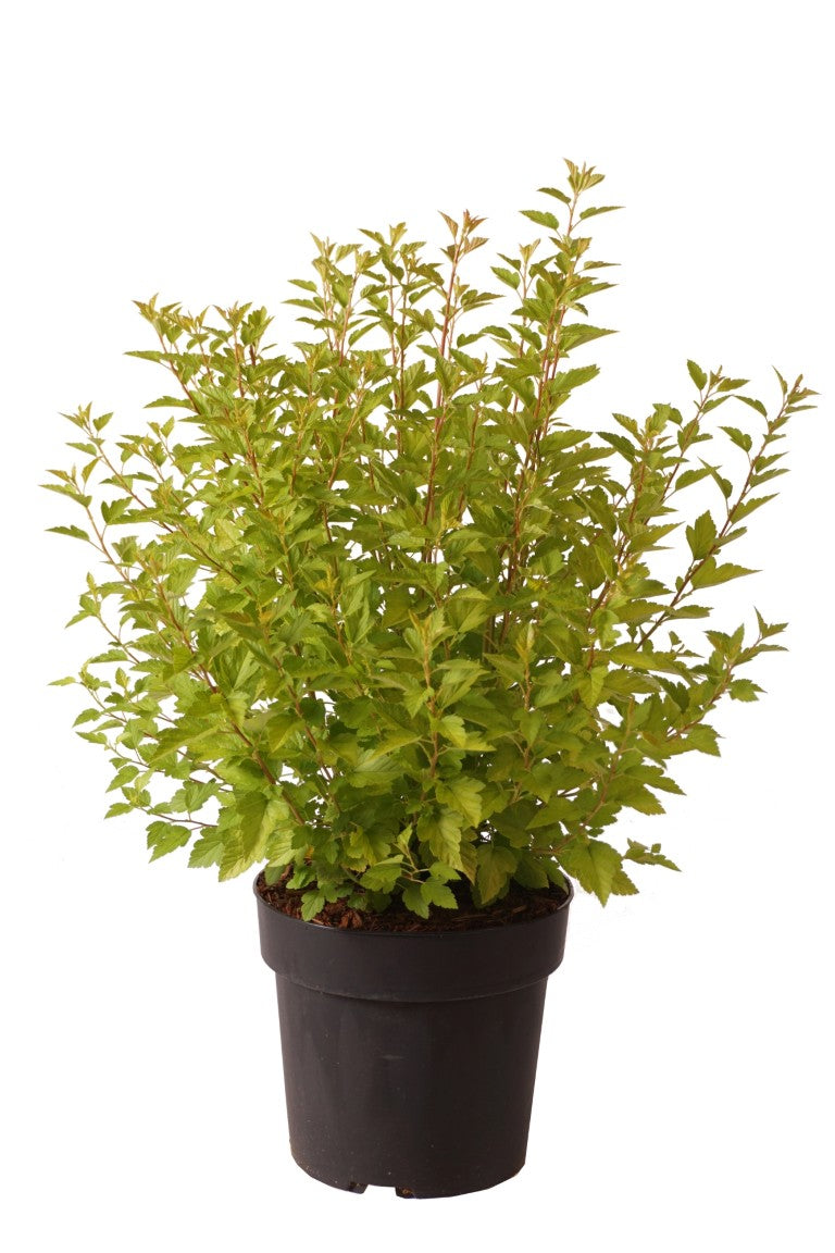 Smällspirea o. &