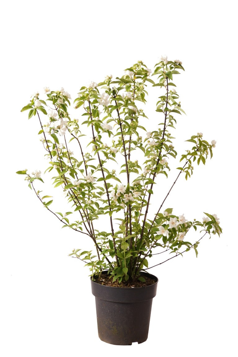 Philadelphus &