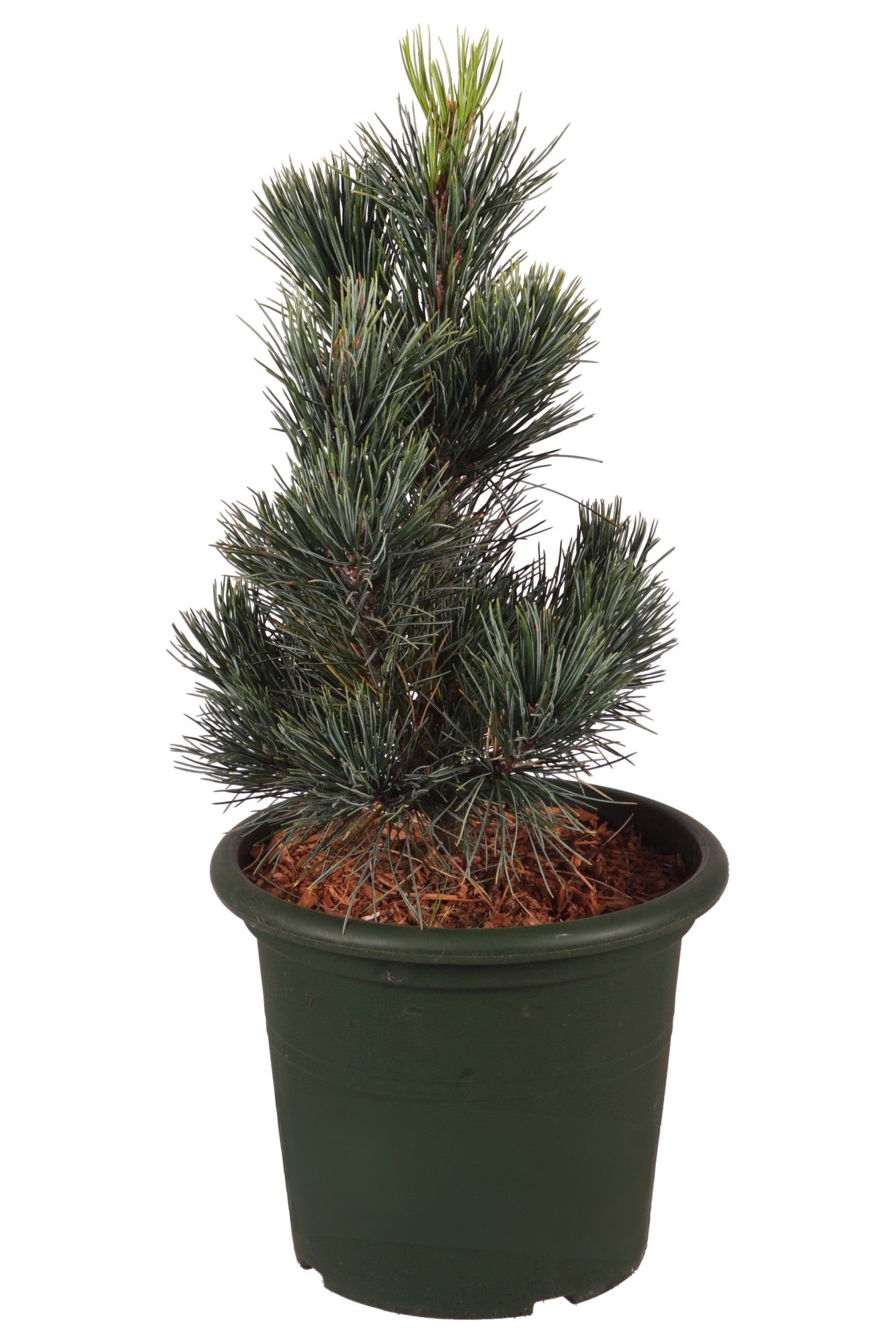 Pinus cembra &
