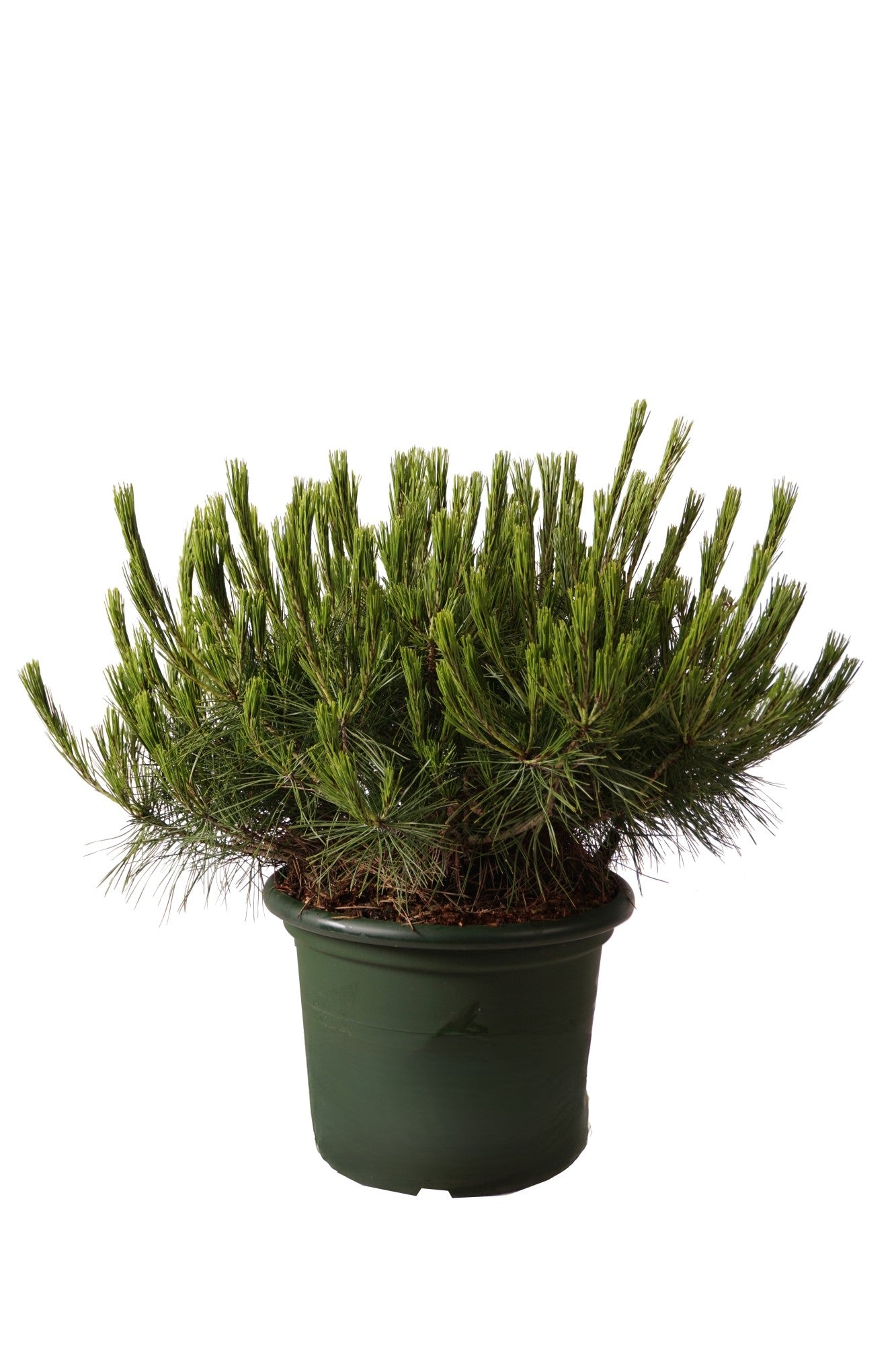 Pinus dens. &