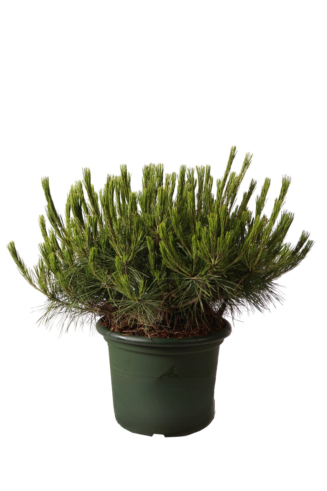 Pinus dens. &