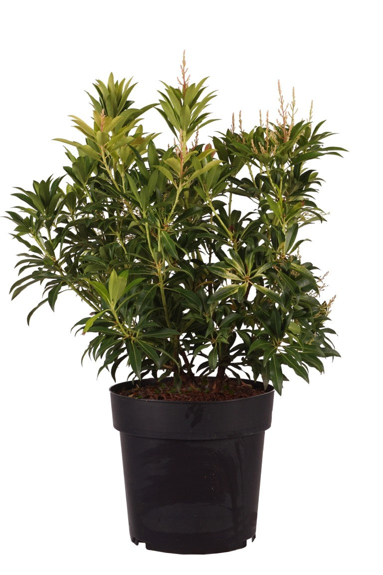Pieris &