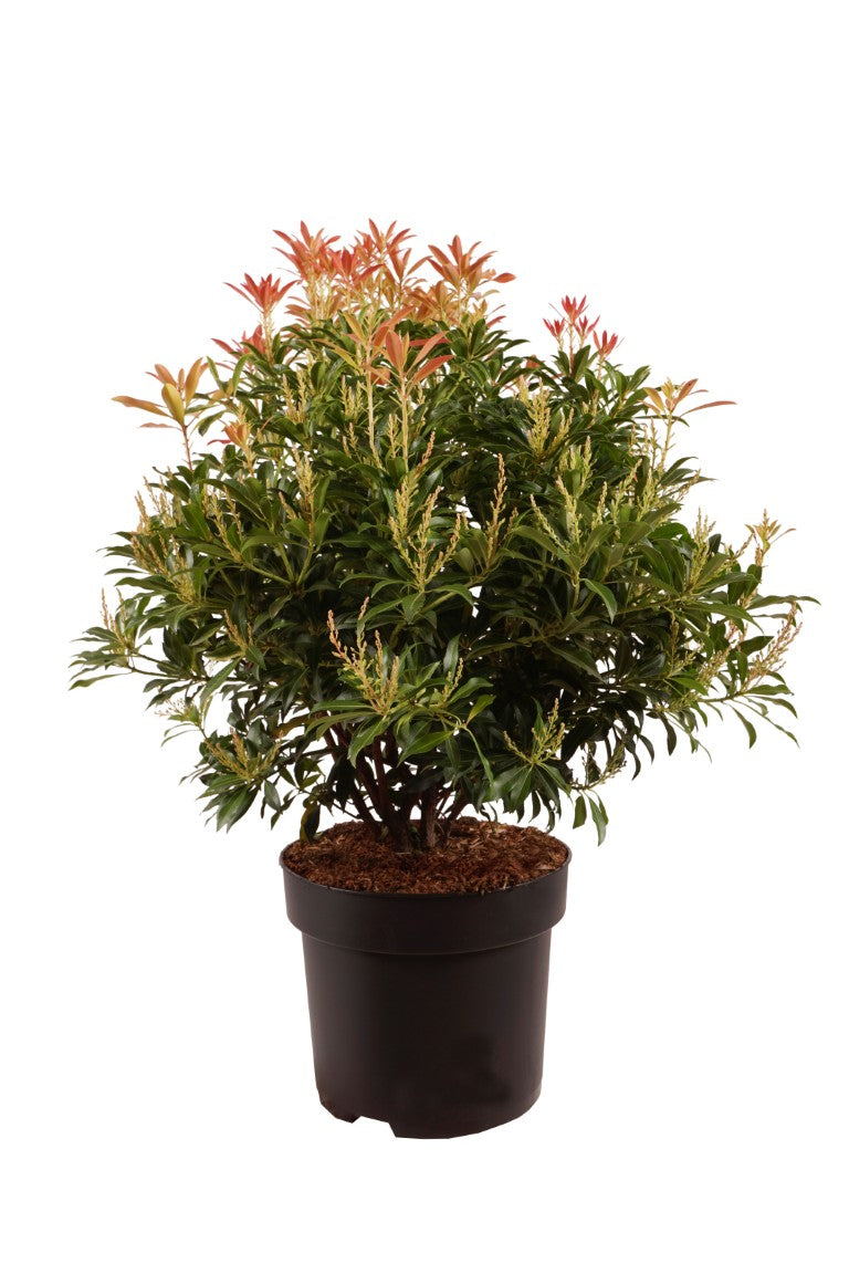 Pieris &