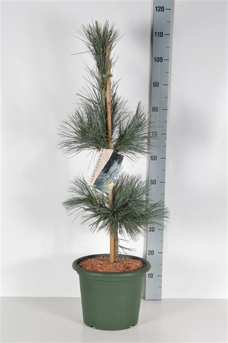 Pinus flex. 'Vanderwolf's Pyramid'