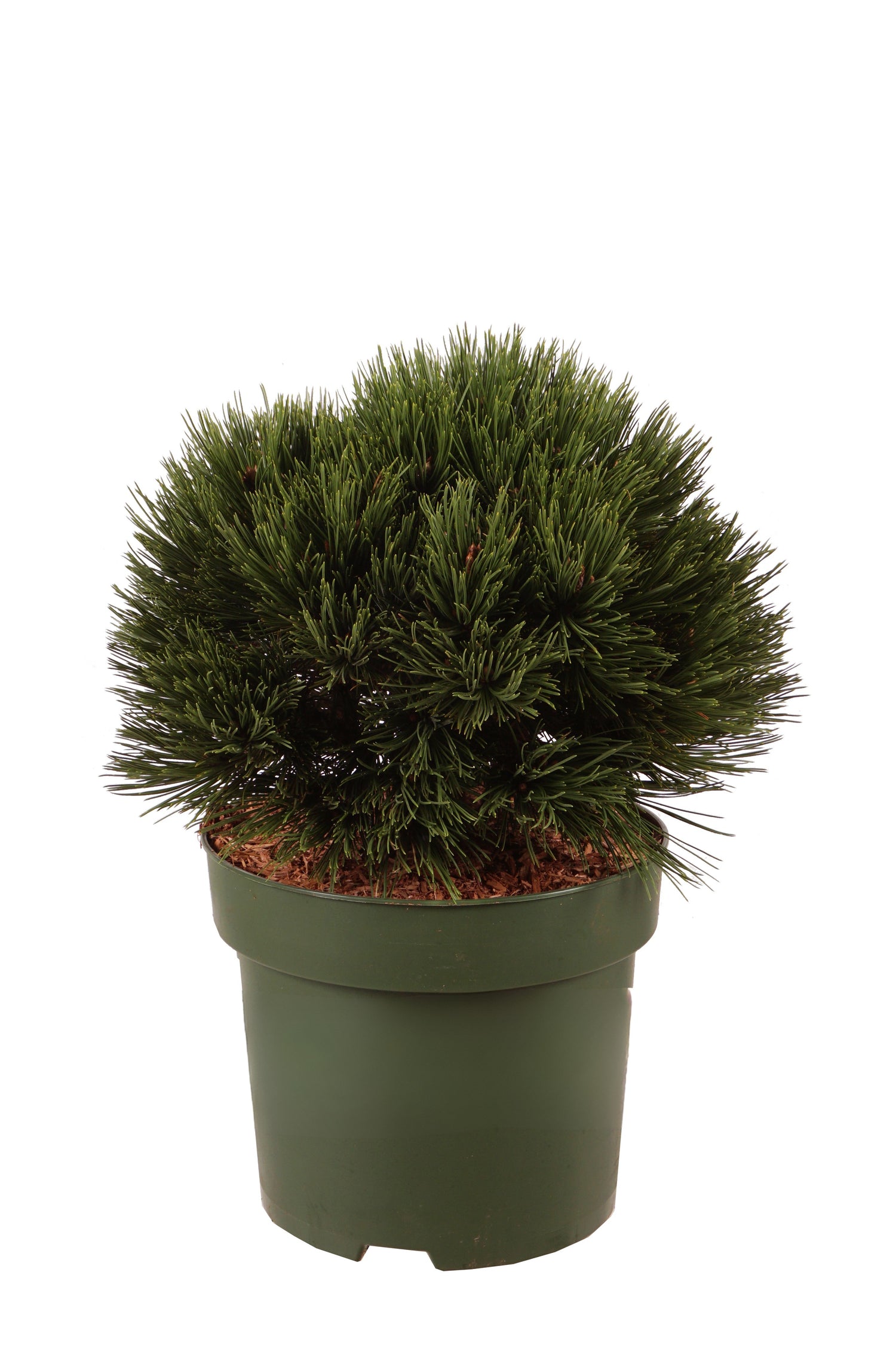 Pinus heldr. &