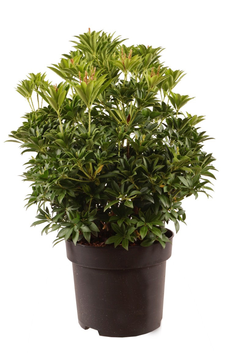 Pieris japonica &