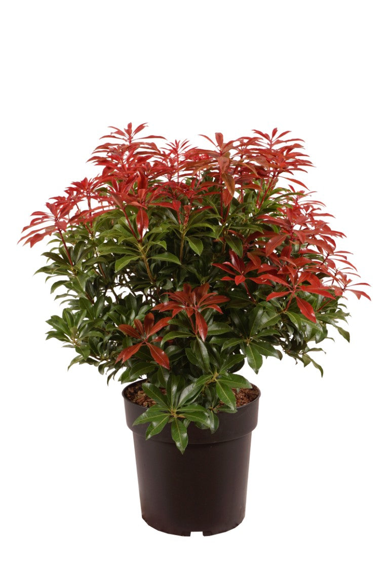Pieris japonica &