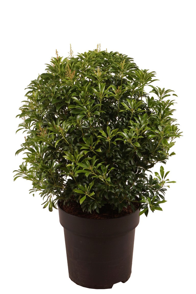 Pieris japonica &
