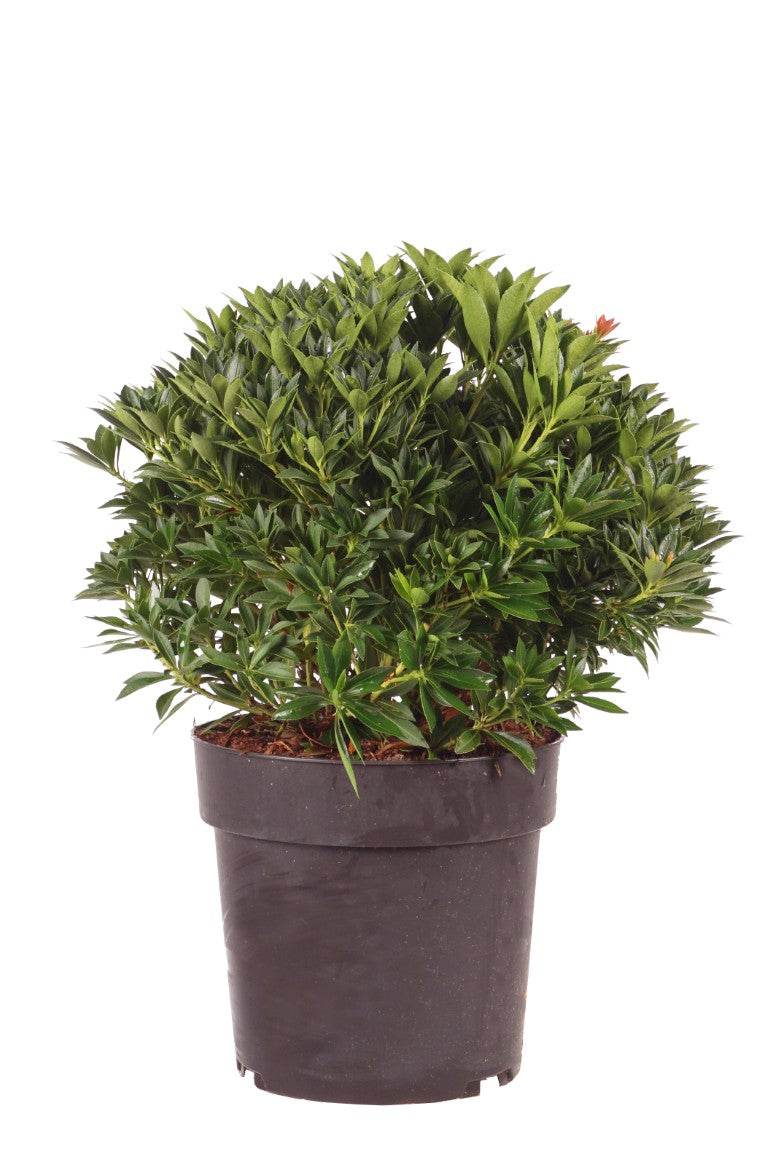 Pieris japonica &