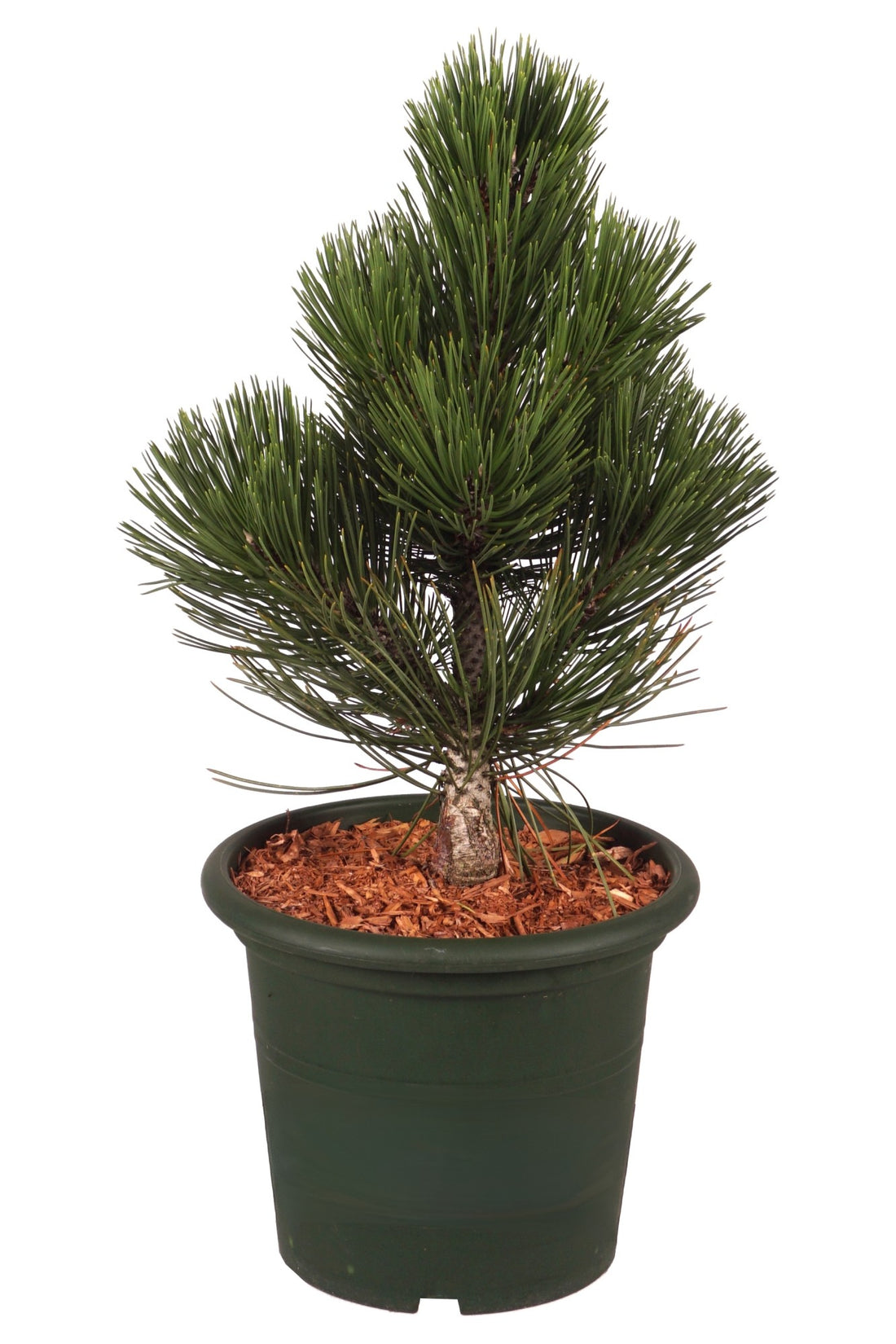Pinus leuc. &