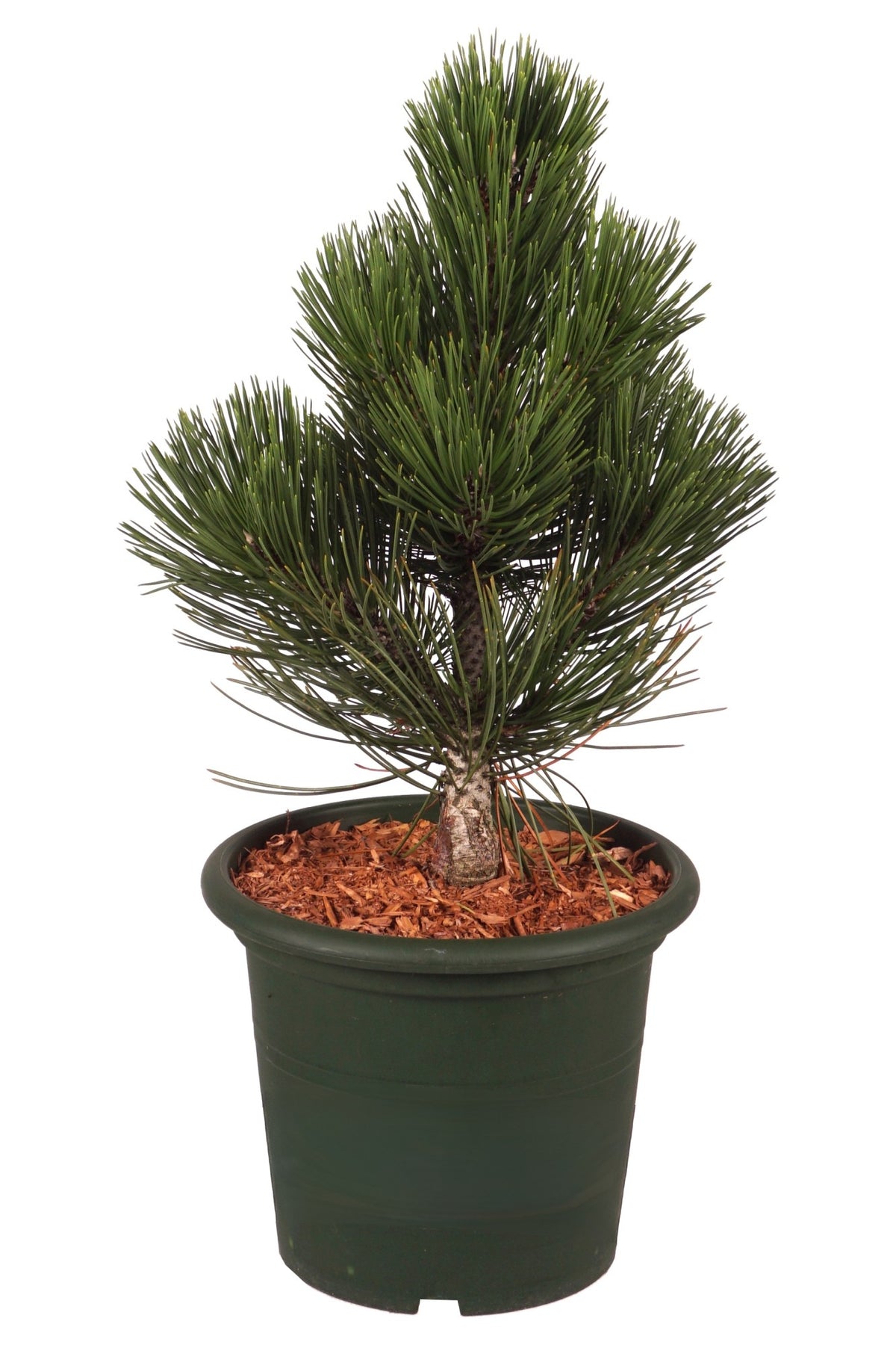 Pinus leuc. &